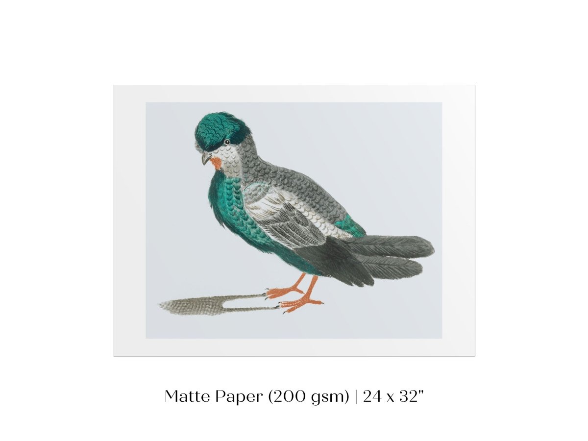Pigeon Illustration | P92 - Single Art Prints - Piccolo Fiore Prints