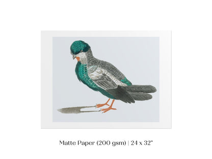 Pigeon Illustration | P92 - Single Art Prints - Piccolo Fiore Prints