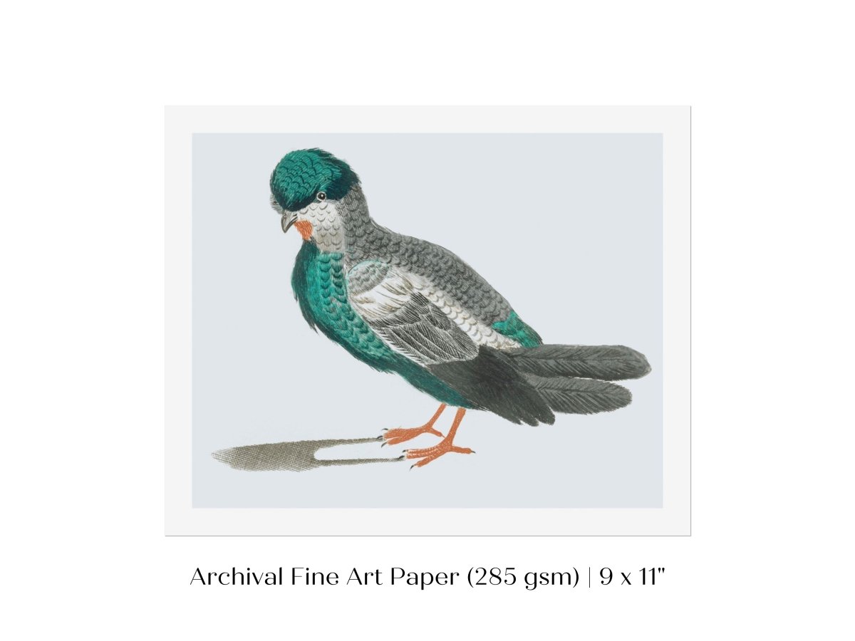 Pigeon Illustration | P92 - Single Art Prints - Piccolo Fiore Prints