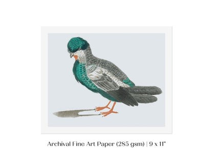 Pigeon Illustration | P92 - Single Art Prints - Piccolo Fiore Prints