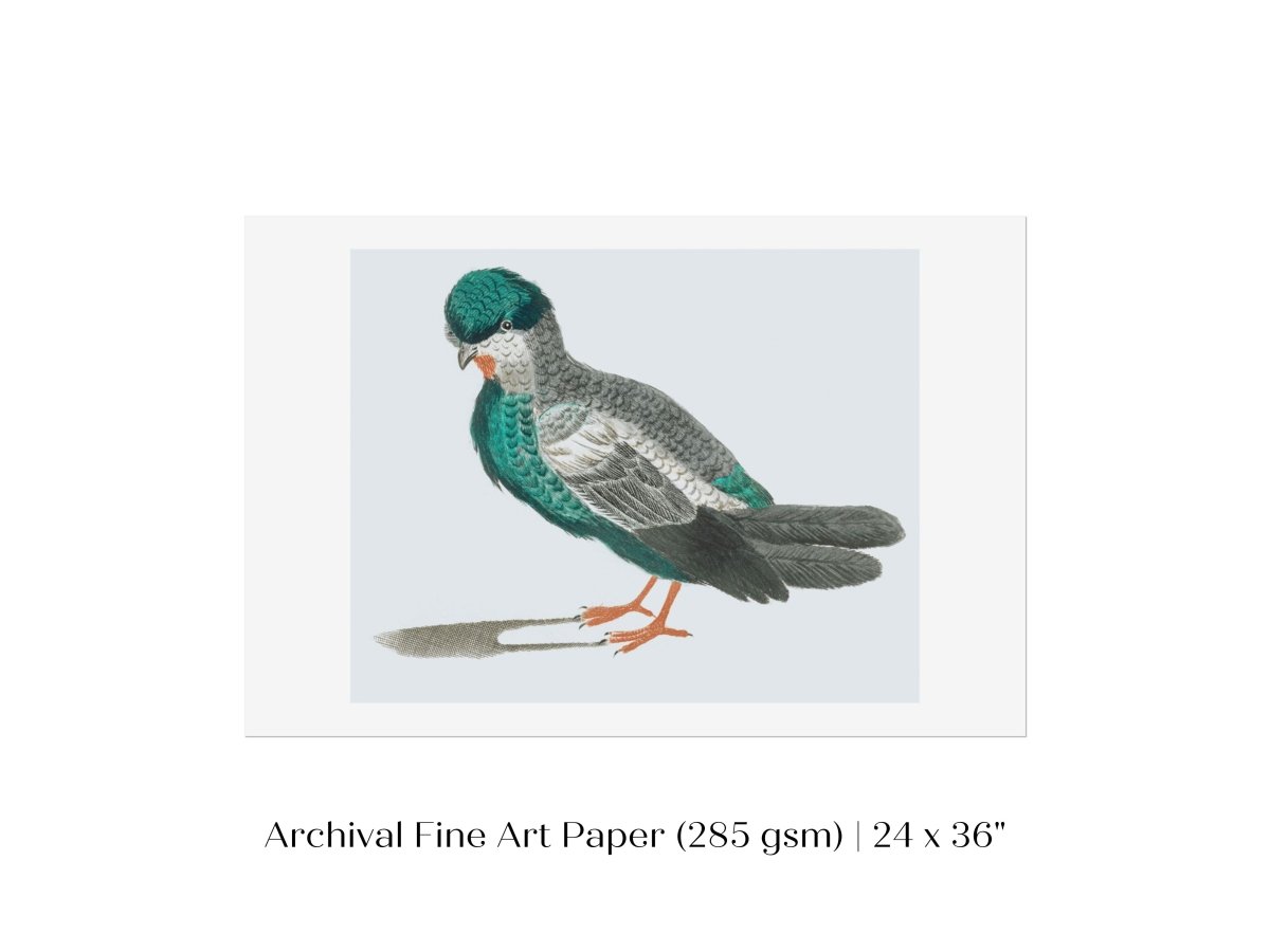 Pigeon Illustration | P92 - Single Art Prints - Piccolo Fiore Prints