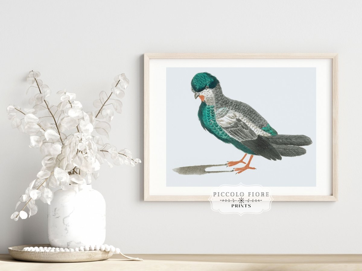 Pigeon Illustration | P92 - Single Art Prints - Piccolo Fiore Prints