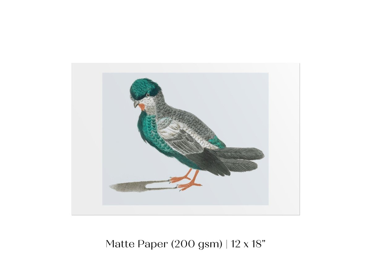 Pigeon Illustration | P92 - Single Art Prints - Piccolo Fiore Prints