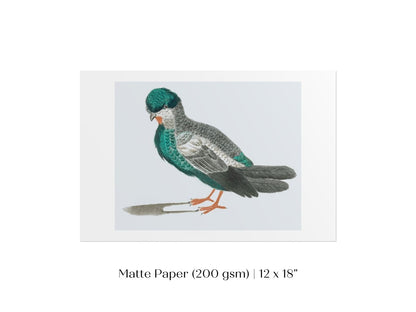 Pigeon Illustration | P92 - Single Art Prints - Piccolo Fiore Prints