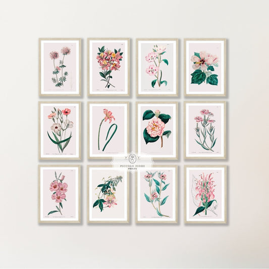 Pink Botanical Illustrations | Gallery Wall Set | 12 Prints | S12 - 2 - Gallery Wall Set - Piccolo Fiore Prints