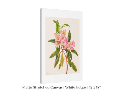 Pink Rose Bay Rhododendron Illustration | P178 - Single Art Prints - Piccolo Fiore Prints