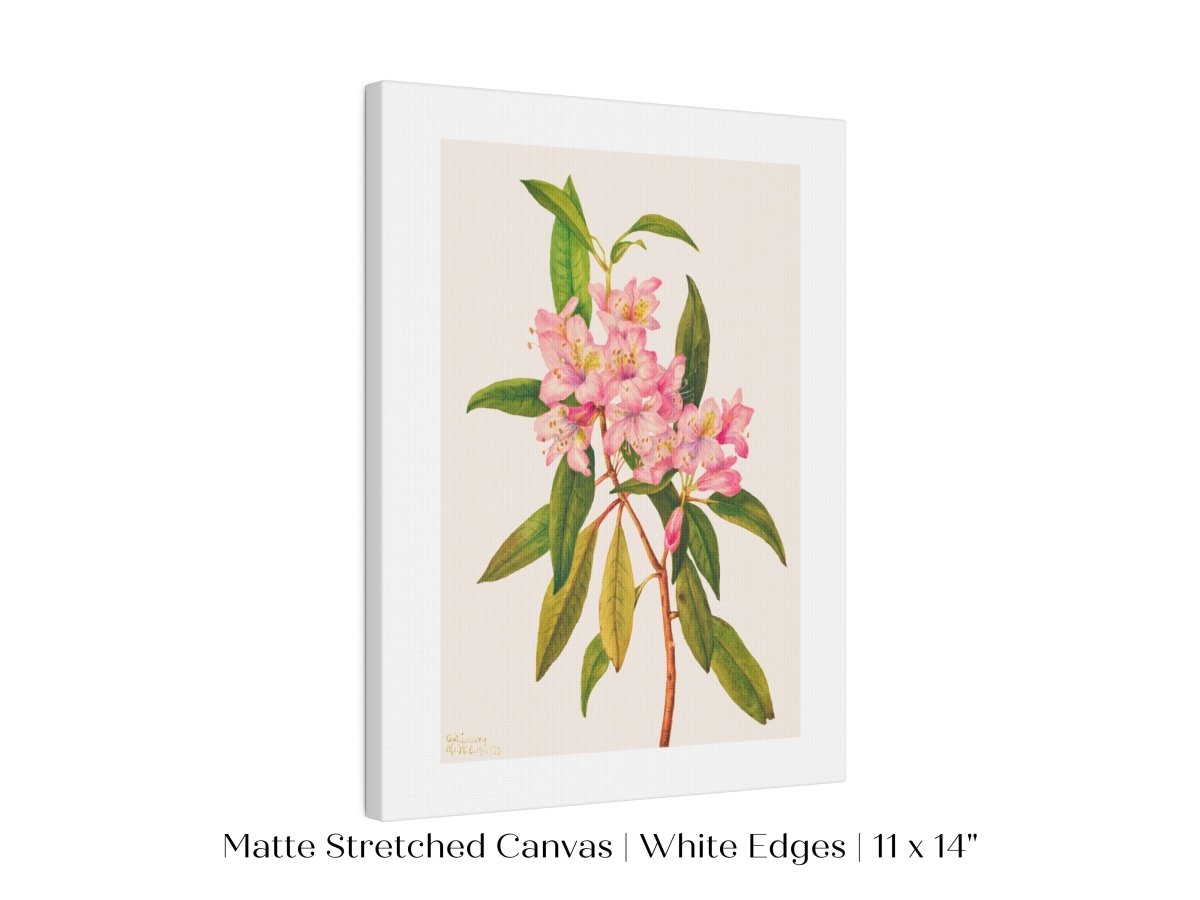 Pink Rose Bay Rhododendron Illustration | P178 - Single Art Prints - Piccolo Fiore Prints