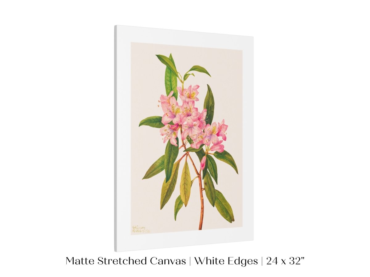 Pink Rose Bay Rhododendron Illustration | P178 - Single Art Prints - Piccolo Fiore Prints
