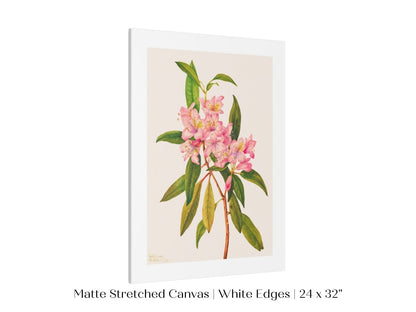 Pink Rose Bay Rhododendron Illustration | P178 - Single Art Prints - Piccolo Fiore Prints