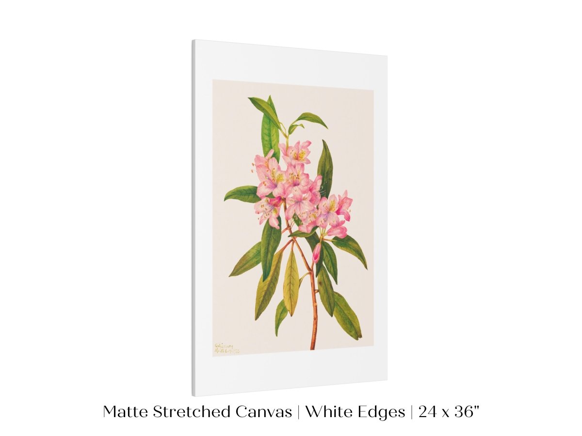 Pink Rose Bay Rhododendron Illustration | P178 - Single Art Prints - Piccolo Fiore Prints