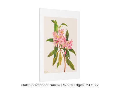 Pink Rose Bay Rhododendron Illustration | P178 - Single Art Prints - Piccolo Fiore Prints