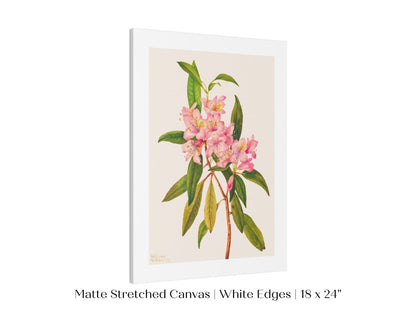 Pink Rose Bay Rhododendron Illustration | P178 - Single Art Prints - Piccolo Fiore Prints