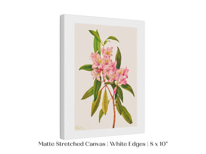 Pink Rose Bay Rhododendron Illustration | P178 - Single Art Prints - Piccolo Fiore Prints