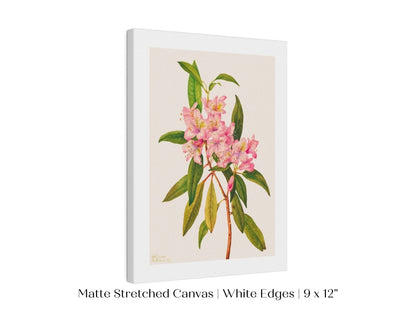 Pink Rose Bay Rhododendron Illustration | P178 - Single Art Prints - Piccolo Fiore Prints