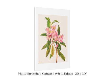 Pink Rose Bay Rhododendron Illustration | P178 - Single Art Prints - Piccolo Fiore Prints
