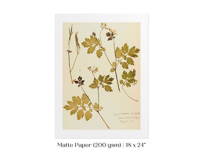 Pressed Flower Art Print | Celandine Poppy | P430 - Single Art Prints - Piccolo Fiore Prints