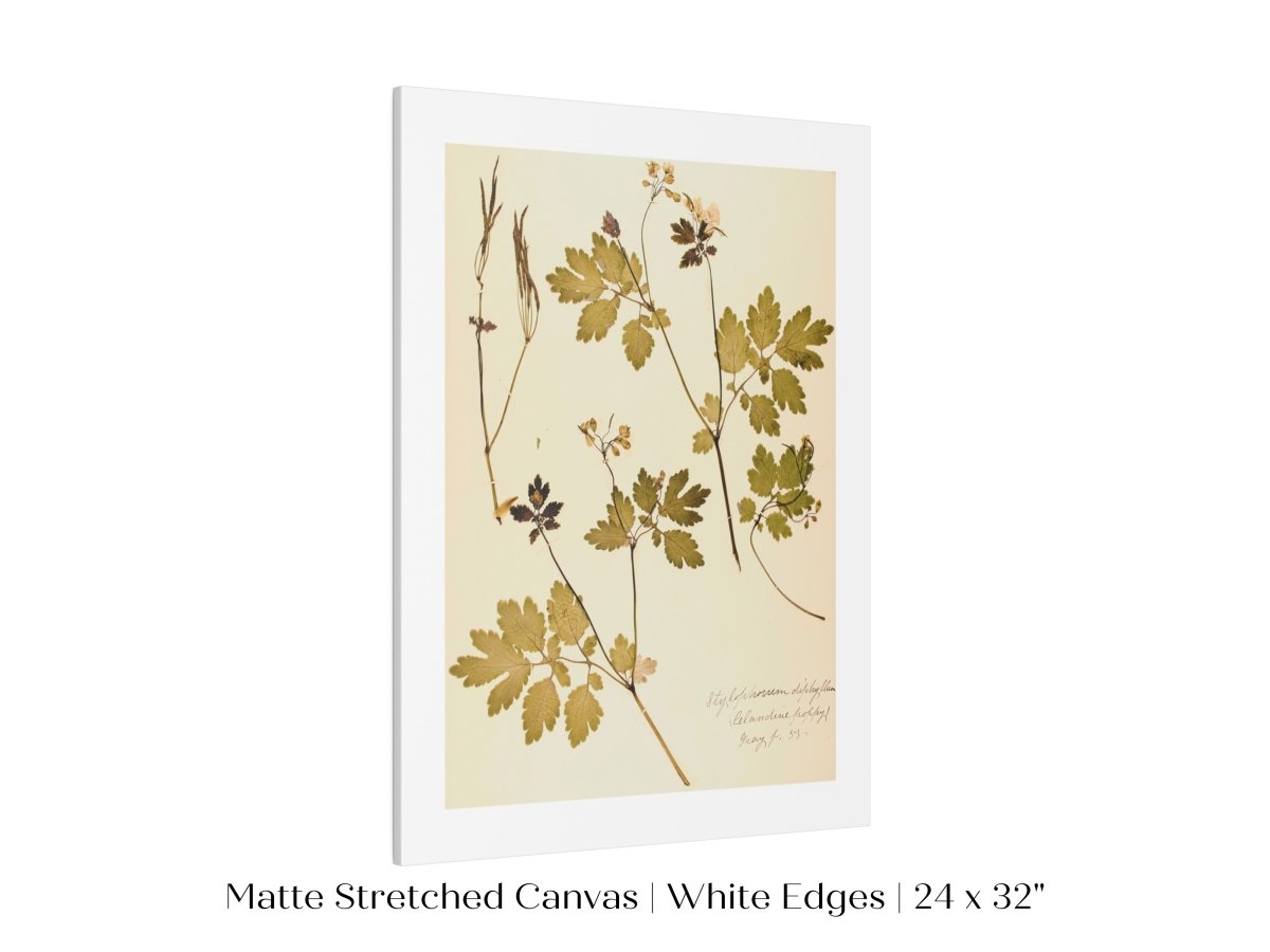 Pressed Flower Art Print | Celandine Poppy | P430 - Single Art Prints - Piccolo Fiore Prints