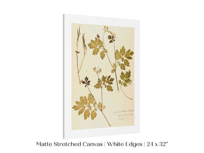 Pressed Flower Art Print | Celandine Poppy | P430 - Single Art Prints - Piccolo Fiore Prints