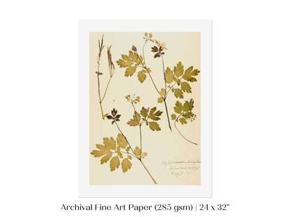 Pressed Flower Art Print | Celandine Poppy | P430 - Single Art Prints - Piccolo Fiore Prints