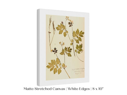 Pressed Flower Art Print | Celandine Poppy | P430 - Single Art Prints - Piccolo Fiore Prints