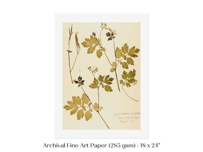 Pressed Flower Art Print | Celandine Poppy | P430 - Single Art Prints - Piccolo Fiore Prints
