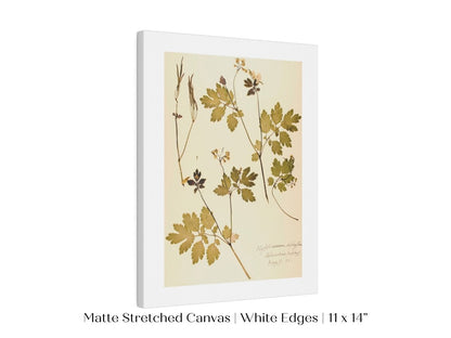 Pressed Flower Art Print | Celandine Poppy | P430 - Single Art Prints - Piccolo Fiore Prints