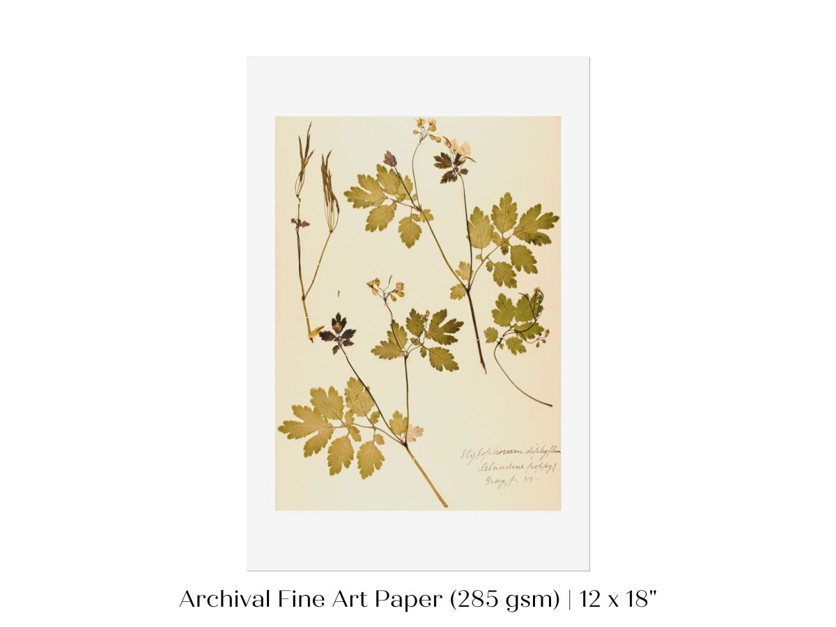 Pressed Flower Art Print | Celandine Poppy | P430 - Single Art Prints - Piccolo Fiore Prints