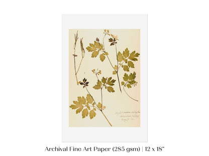 Pressed Flower Art Print | Celandine Poppy | P430 - Single Art Prints - Piccolo Fiore Prints