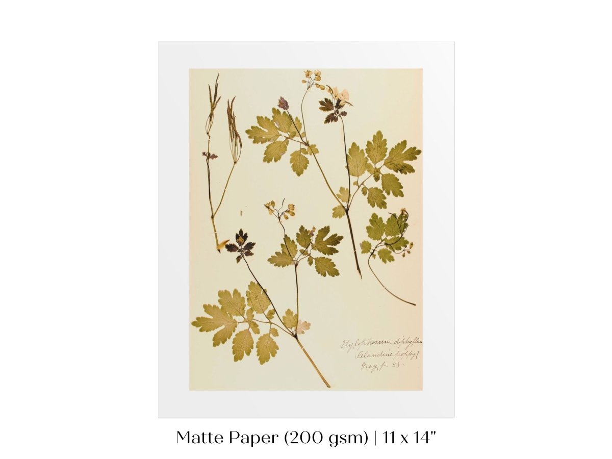 Pressed Flower Art Print | Celandine Poppy | P430 - Single Art Prints - Piccolo Fiore Prints
