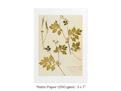 Pressed Flower Art Print | Celandine Poppy | P430 - Single Art Prints - Piccolo Fiore Prints