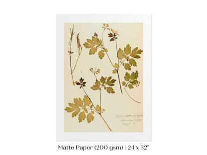 Pressed Flower Art Print | Celandine Poppy | P430 - Single Art Prints - Piccolo Fiore Prints