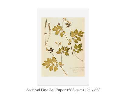 Pressed Flower Art Print | Celandine Poppy | P430 - Single Art Prints - Piccolo Fiore Prints
