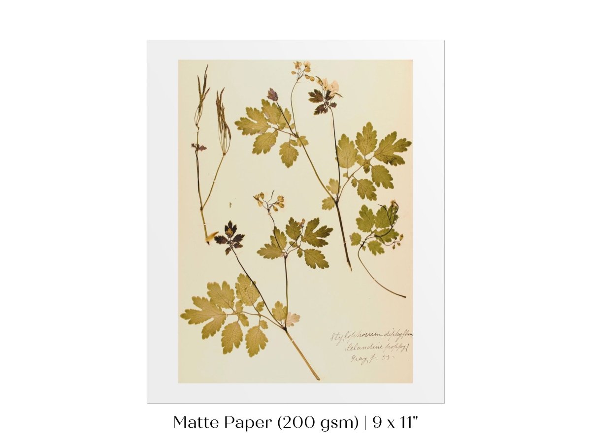 Pressed Flower Art Print | Celandine Poppy | P430 - Single Art Prints - Piccolo Fiore Prints