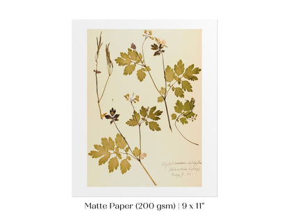 Pressed Flower Art Print | Celandine Poppy | P430 - Single Art Prints - Piccolo Fiore Prints
