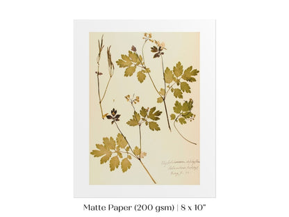 Pressed Flower Art Print | Celandine Poppy | P430 - Single Art Prints - Piccolo Fiore Prints