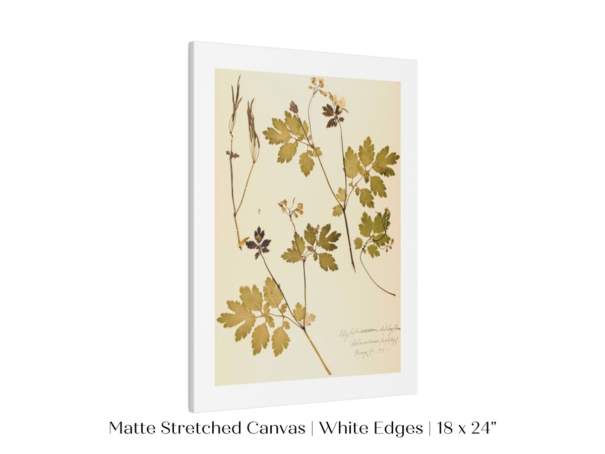 Pressed Flower Art Print | Celandine Poppy | P430 - Single Art Prints - Piccolo Fiore Prints