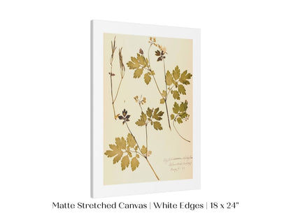 Pressed Flower Art Print | Celandine Poppy | P430 - Single Art Prints - Piccolo Fiore Prints
