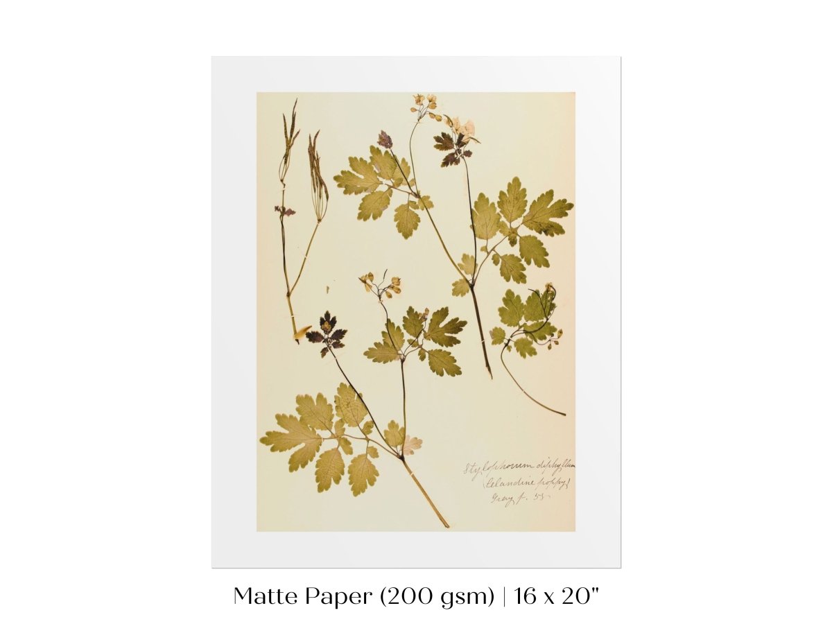 Pressed Flower Art Print | Celandine Poppy | P430 - Single Art Prints - Piccolo Fiore Prints