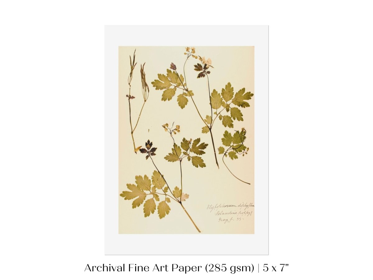 Pressed Flower Art Print | Celandine Poppy | P430 - Single Art Prints - Piccolo Fiore Prints