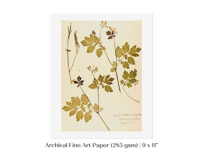 Pressed Flower Art Print | Celandine Poppy | P430 - Single Art Prints - Piccolo Fiore Prints