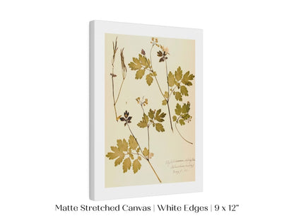 Pressed Flower Art Print | Celandine Poppy | P430 - Single Art Prints - Piccolo Fiore Prints