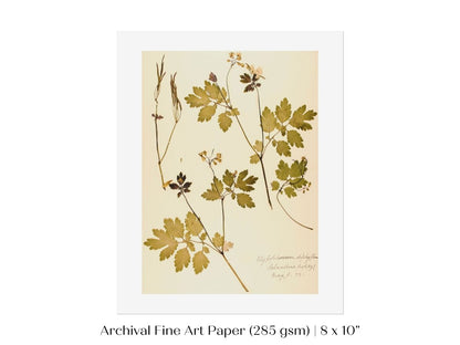 Pressed Flower Art Print | Celandine Poppy | P430 - Single Art Prints - Piccolo Fiore Prints