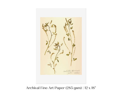 Pressed Flower Art Print | Clover | P435 - Single Art Prints - Piccolo Fiore Prints