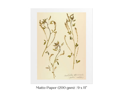 Pressed Flower Art Print | Clover | P435 - Single Art Prints - Piccolo Fiore Prints