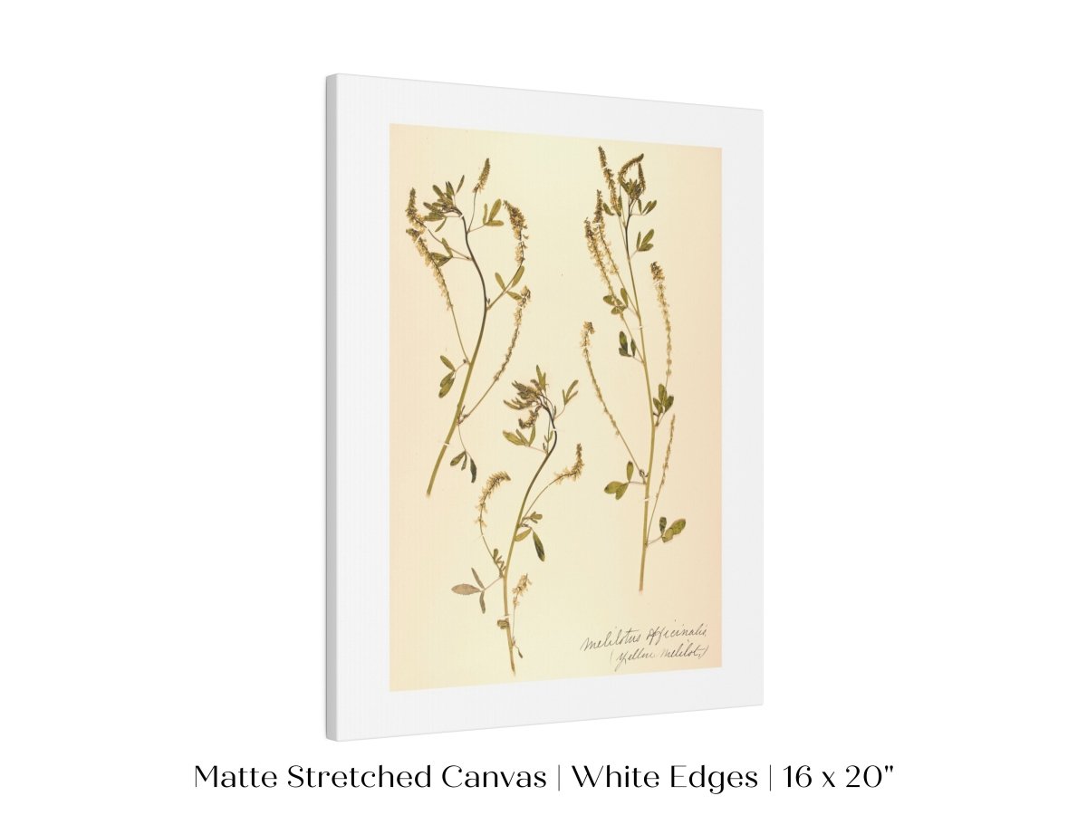 Pressed Flower Art Print | Clover | P435 - Single Art Prints - Piccolo Fiore Prints