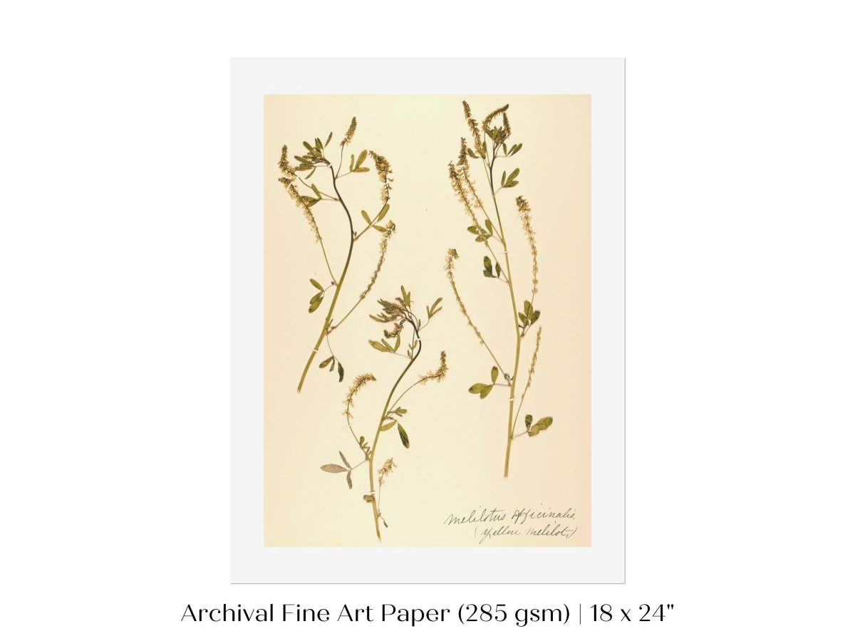 Pressed Flower Art Print | Clover | P435 - Single Art Prints - Piccolo Fiore Prints