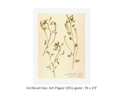 Pressed Flower Art Print | Clover | P435 - Single Art Prints - Piccolo Fiore Prints