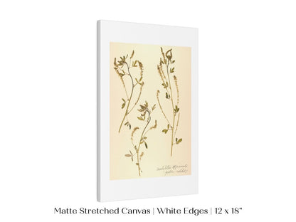 Pressed Flower Art Print | Clover | P435 - Single Art Prints - Piccolo Fiore Prints