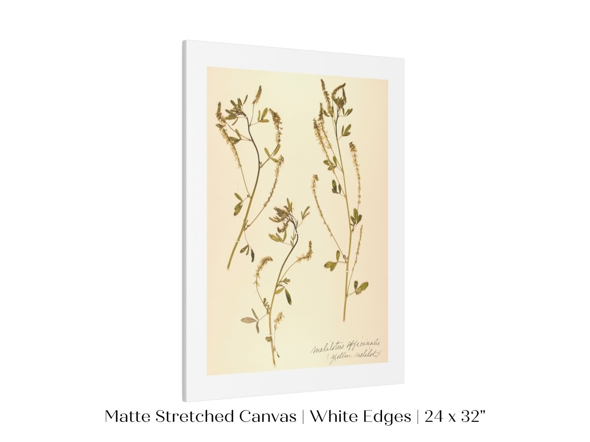 Pressed Flower Art Print | Clover | P435 - Single Art Prints - Piccolo Fiore Prints