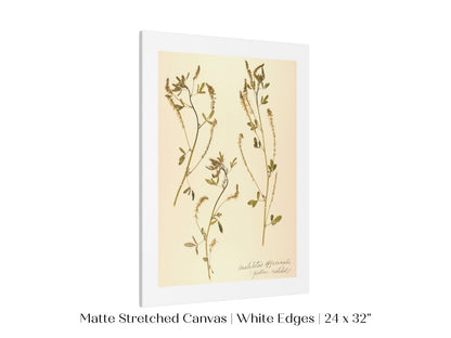 Pressed Flower Art Print | Clover | P435 - Single Art Prints - Piccolo Fiore Prints